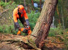 Best Tree Preservation Services  in Clarkston, WA